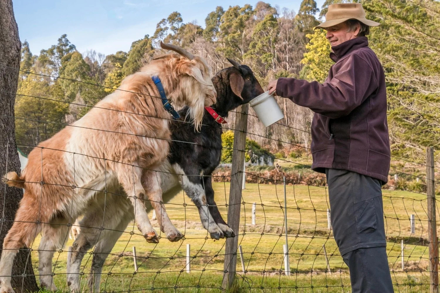 Are There Stamp Duty Concessions on Transferring a Family Farm?