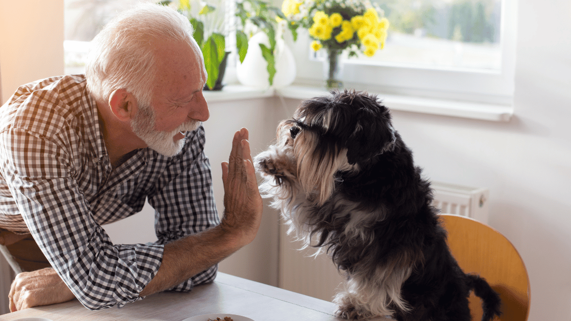How to Provide for Your Pets in a Will